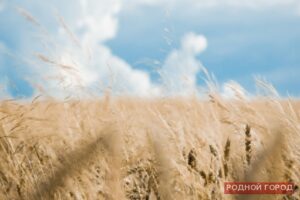 В Волгоградской области в поле сгорело полгектара ржи