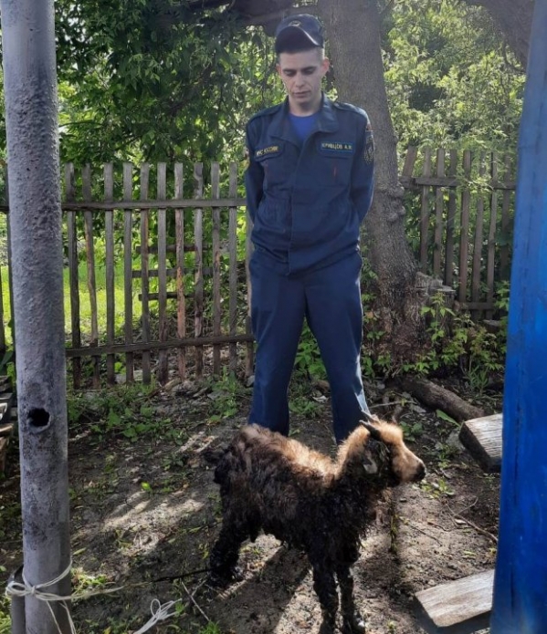 Волгоградские пожарные спасли козленка из лужи битума