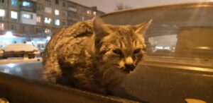 «Лежал в крови и орал»: молодожены из Волгограда спасли сбитого на трассе котенка