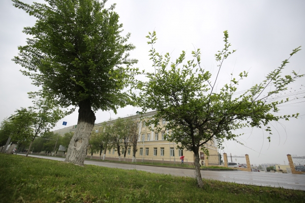 Специальная комиссия проверяет качество обрезки деревьев в Волгограде