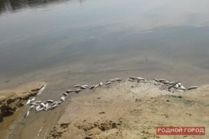 В Краснооктябрьском районе Волгограда в пруду погибла рыба