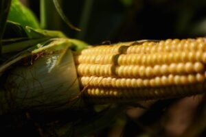 В активную фазу уборки кукурузы вступили в хозяйствах Волгоградской области