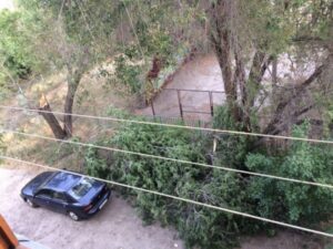 Жители Волгограда в панике: шторм сносит деревья по всему городу