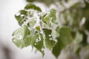 В выходные волгоградцев и жителей области ждет +2ºС и мокрый снег