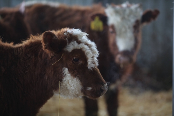 Гранты на развитие в Волгоградской области получат еще 23 семейные фермы