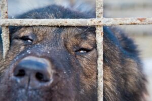 За год больше 10 000 жителей Волгоградской области пострадали от укусов животных