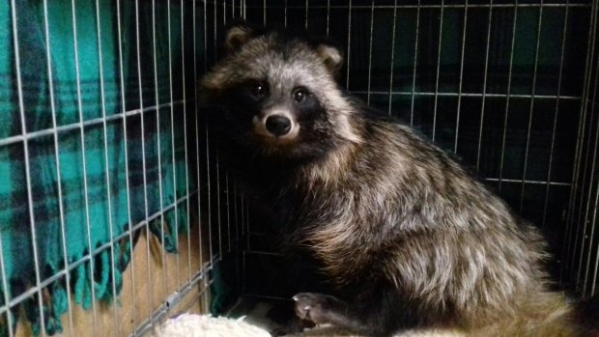 Енотовидная собака Дуся нашла приют в волжской семье