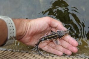 Более 2 млн мальков выпустили в водоемы Волгоградской области