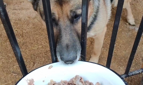 В приюте умер Гром, волгоградский «Хатико»