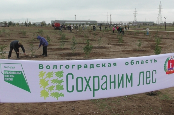 Осенью в Волгоградской области высадят более 100 тысяч деревьев