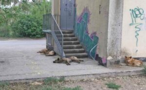 В центре Волгограда собаки разорвали котенка