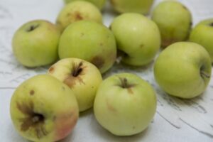 Биолог волгоградцам: чтобы яблоки не сморщивались, нужно поливать пол