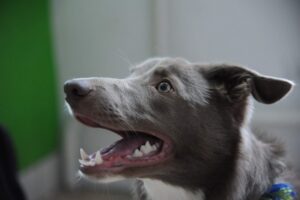 Эксперт рассказал волгоградцам, как распознать эмоции собаки