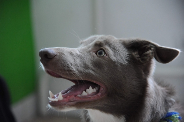 Эксперт рассказал волгоградцам, как распознать эмоции собаки