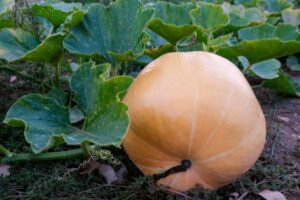 В Волгоградской области стали выращивать больше тыквы пищевых сортов