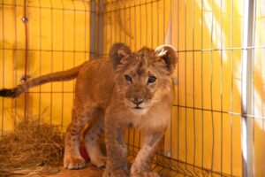 Спасенный в Волгограде львенок восстанавливается после сложной операции