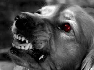 «Я притворилась спящей»: девочка увидела, как мачеха превратилась в страшную черную собаку