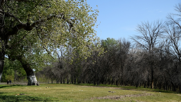 В Волгограде наступил сезон активности клещей