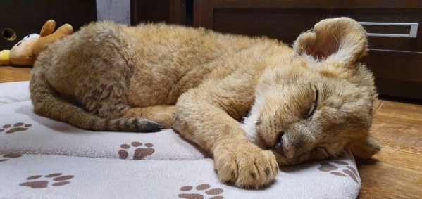 Львенок, спасенный полицейскими в Волгограде, попал в надежные руки