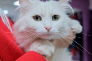 Раскрыт правильный способ общения с кошками