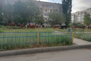 В Волгограде оголодавшие огромные животные оккупировали детскую площадку