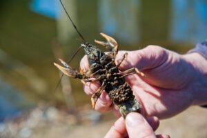 В Волгоградской области изъяли и вернули в водоем почти полтысячи раков