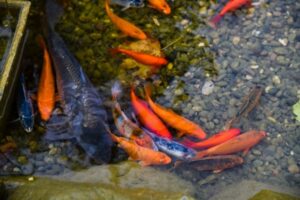 В Волгограде назвали причину гибели рыб в пруду сквера Саши Филиппова