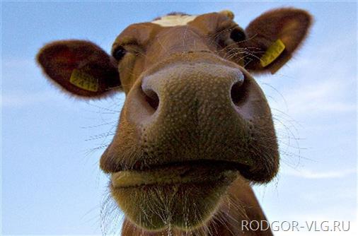 Под Волгоградом добровольцы вытащили корову из колодца