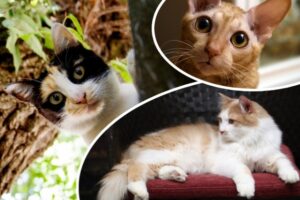 Во Всемирный день кошек волгоградцам назвали интересные факты об этих животных