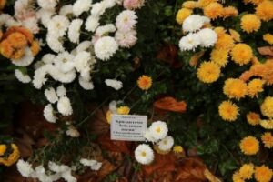 В Волгоградской области покажут 100 сортов хризантем