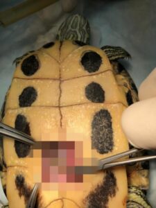 Волгоградские хирурги спасли наглотавшуюся гальки красноухую черепаху