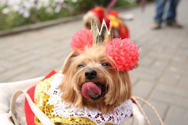 29 июля в Волгограде пройдет карнавал «Хвостатый кутюрье»