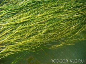 Пьяный волгоградец едва не утонул, запутавшись в водорослях