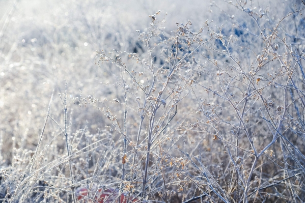 МЧС предупредило волгоградцев о заморозках до -9 градусов