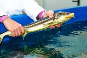 В Волгоградской области выросли показатели производства рыбной продукции