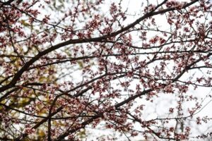 В Волгограде 12 мая будет тепло и солнечно