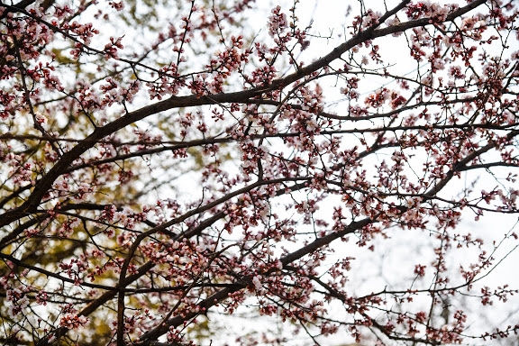 В Волгограде 12 мая будет тепло и солнечно