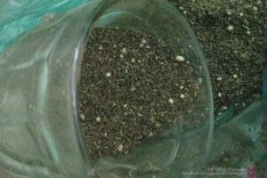 Волжанин перевозил марихуану в автобусе