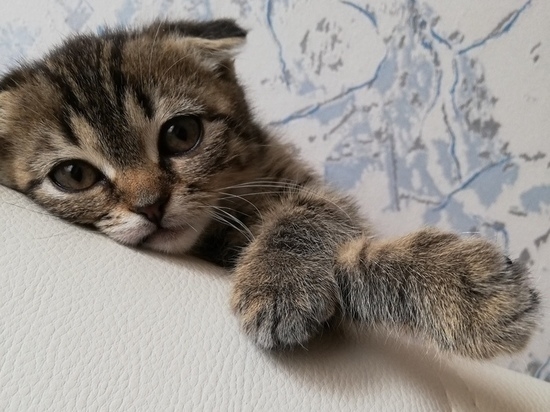 В Волгограде 27-летняя девушка худеет благодаря своей кошке