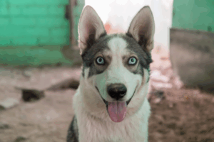 Эксперт рассказал, как приучить собаку оставаться одной дома