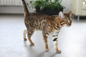 В Японии разработали приложение для перевода с кошачьего языка