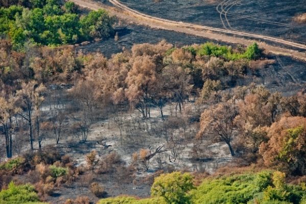 Волгоградцам запретили посещать леса из-за высокой пожароопасности