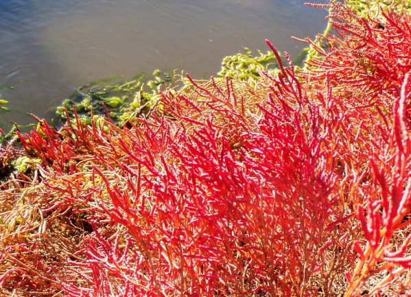 В Волгоградской области завершается сезон галофитов