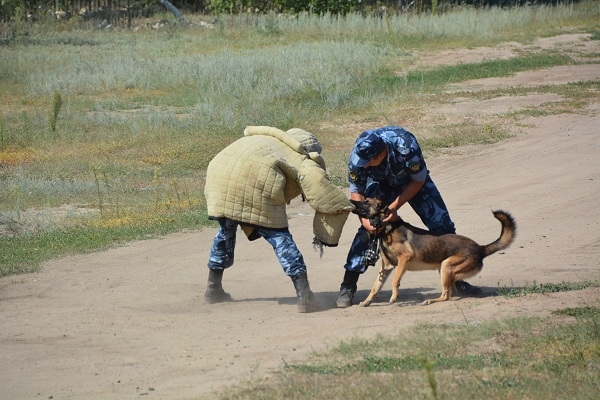 В колонии под Волгоградом состоялись соревнования кинологов
