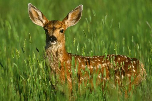 Волгоградцы заплатят 60 тысяч рублей за убийство косули