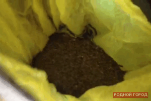 Возле завода «Каустик» в Волгограде задержали сбытчиков марихуаны