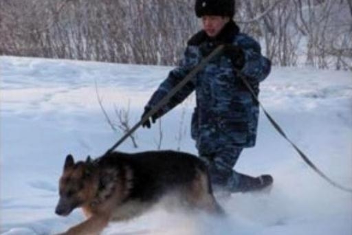 Служебная собака помогла задержать 18-летнего автовора в Волгограде
