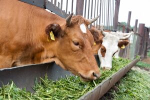 В Волгоградской области зафиксировано 4 случая заболевания бруцеллезом