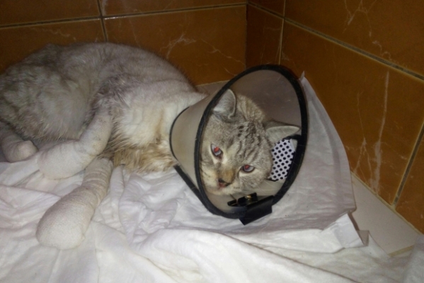 В Волгограде выброшенному коту Тедди спасают гниющие лапы