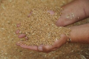 Из Волгограда более 40 тысяч тонн фуражного зерна отправлено в Иран